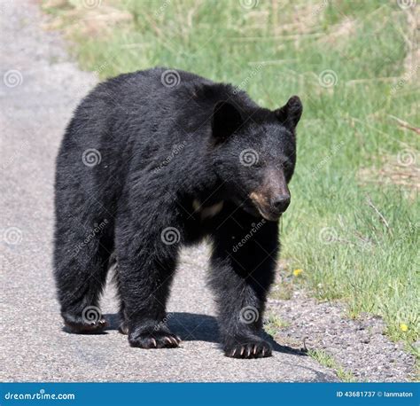 orso nero americano cruciverba